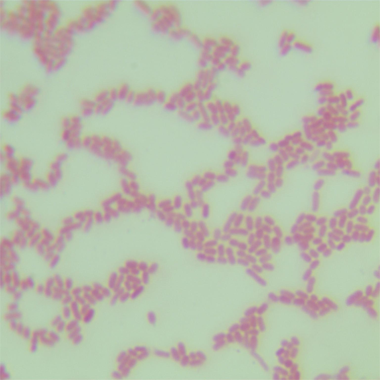 Klebsiella pneumoniae subsp. pneumoniae-BNCC