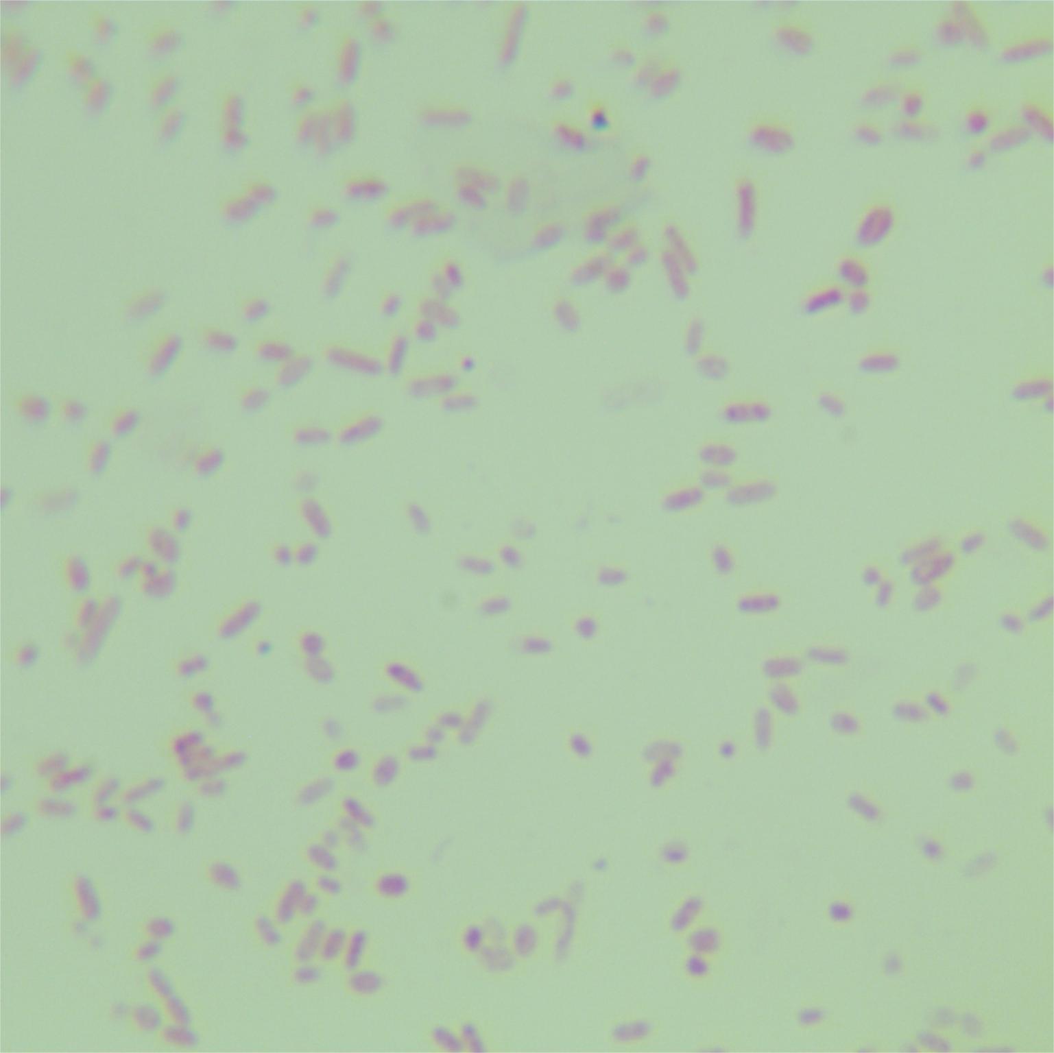 Bacteroidetes-BNCC