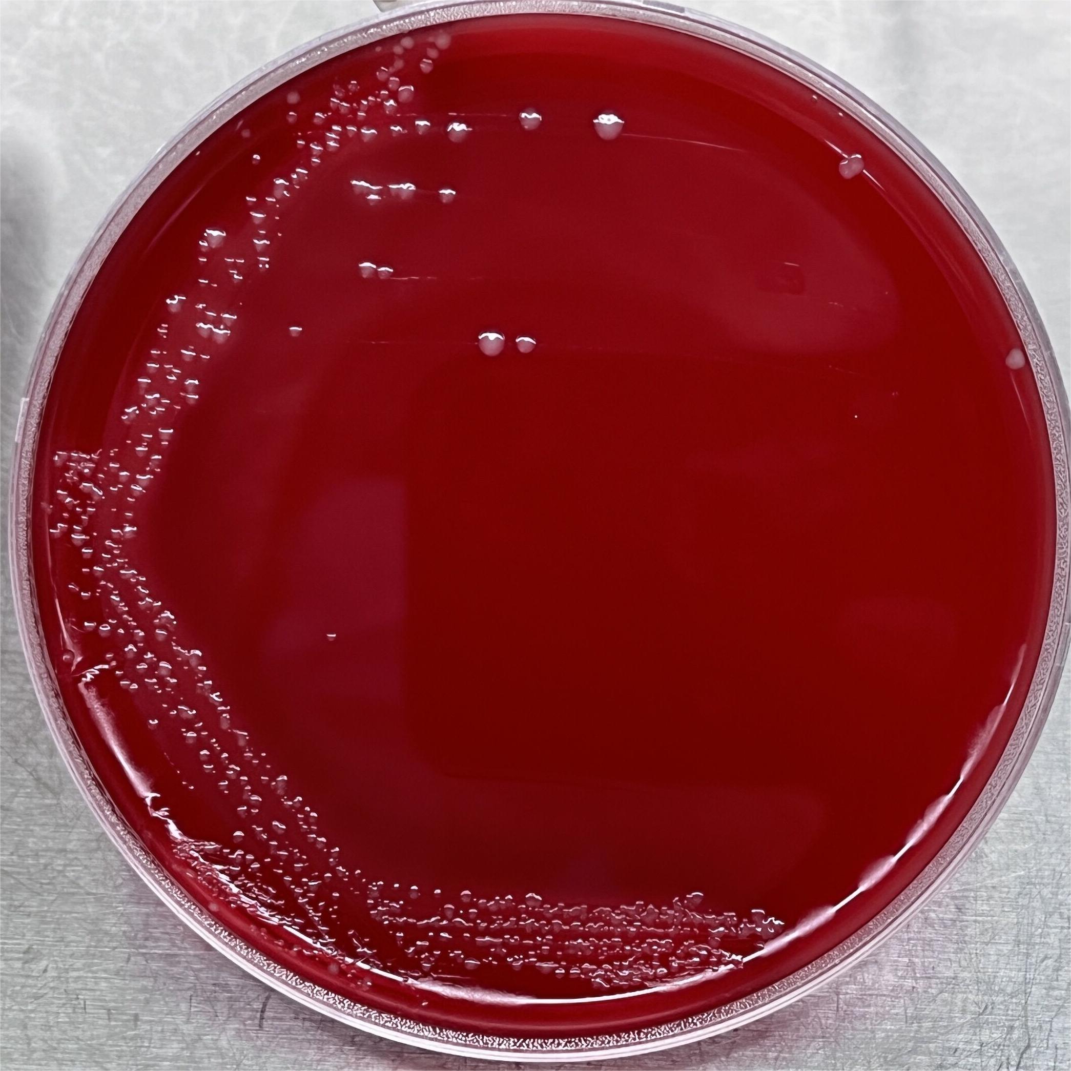 Bacteroidetes-BNCC