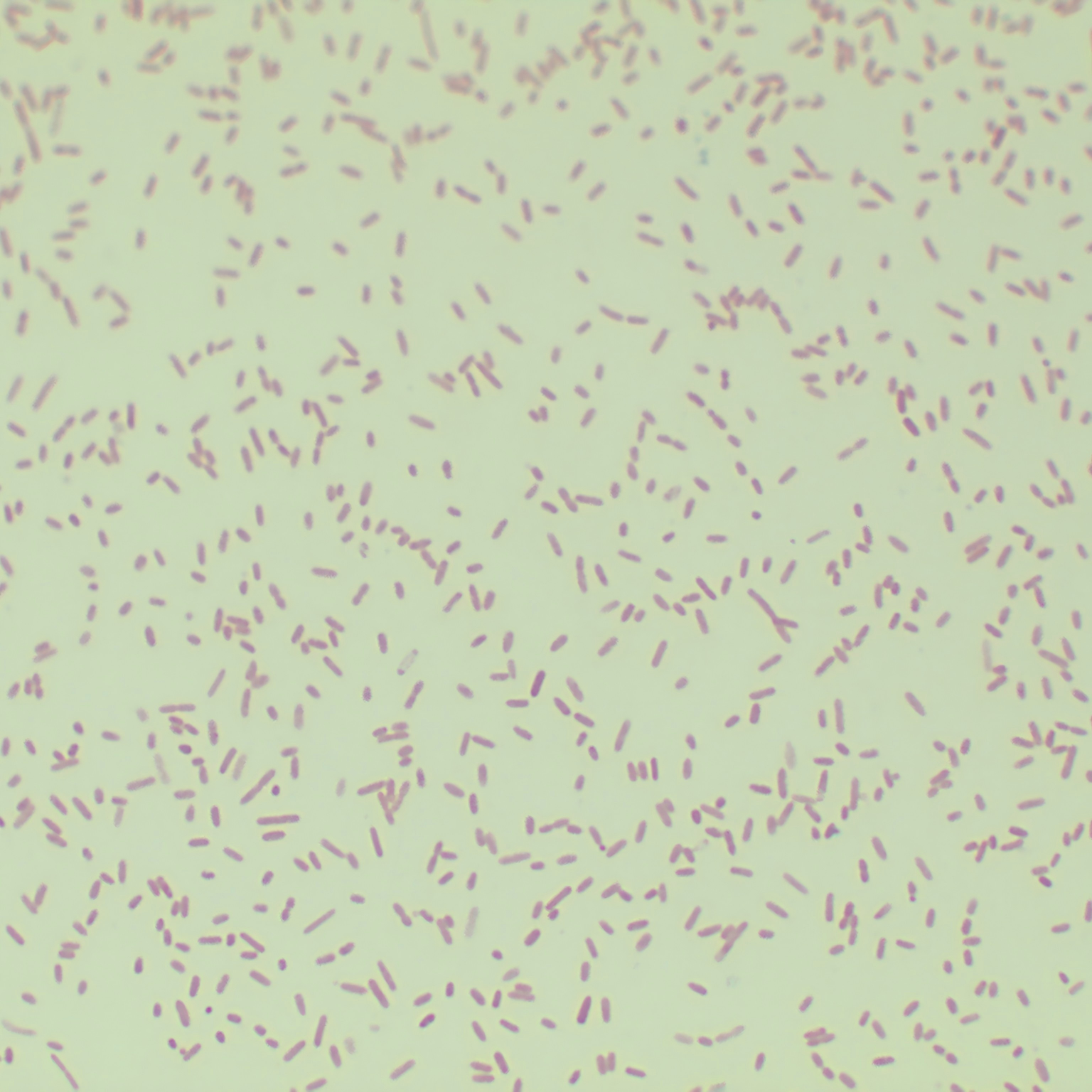 Gordon's bacillus-BNCC