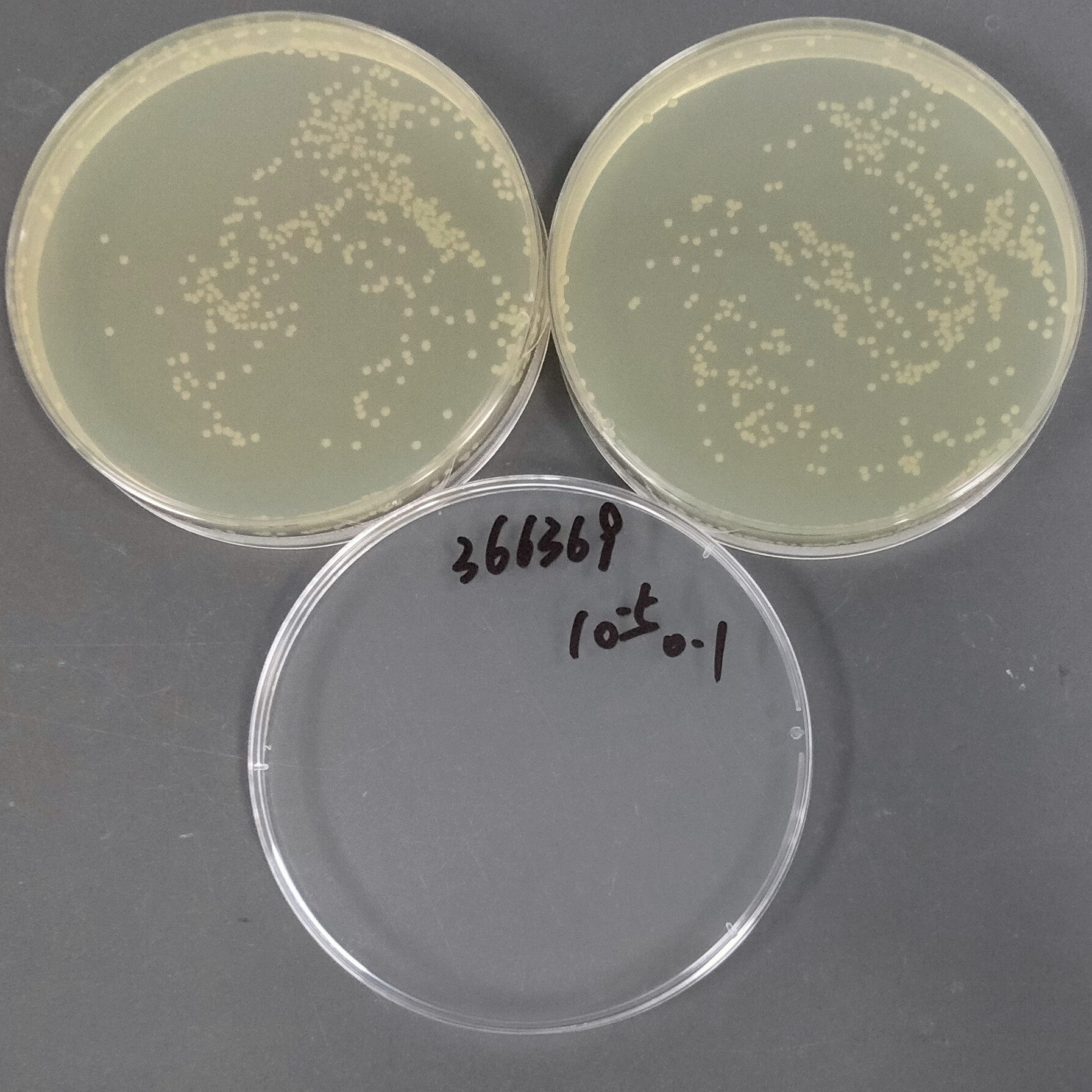 Salmonella enterica subsp. enterica-BNCC