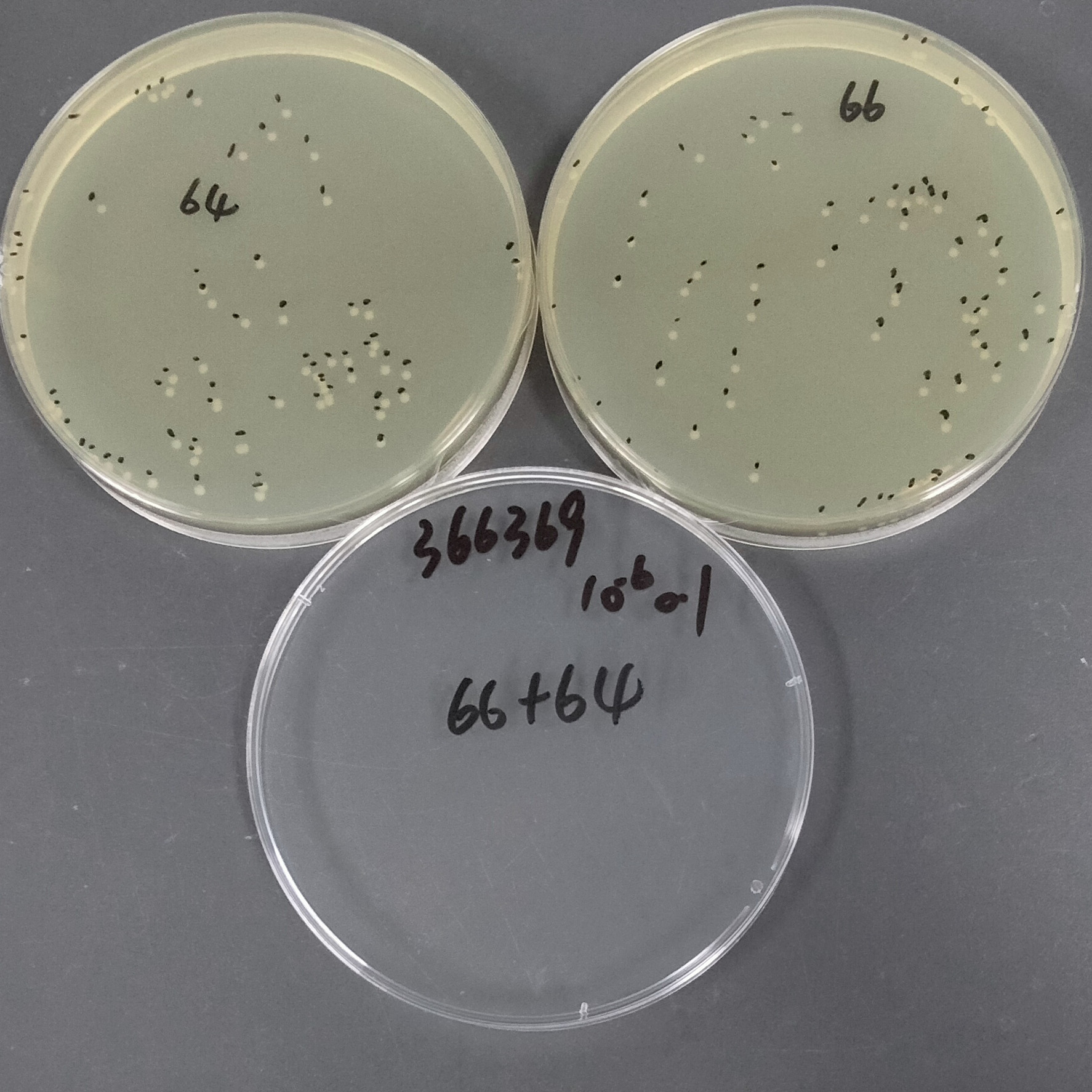 Salmonella enterica subsp. enterica-BNCC