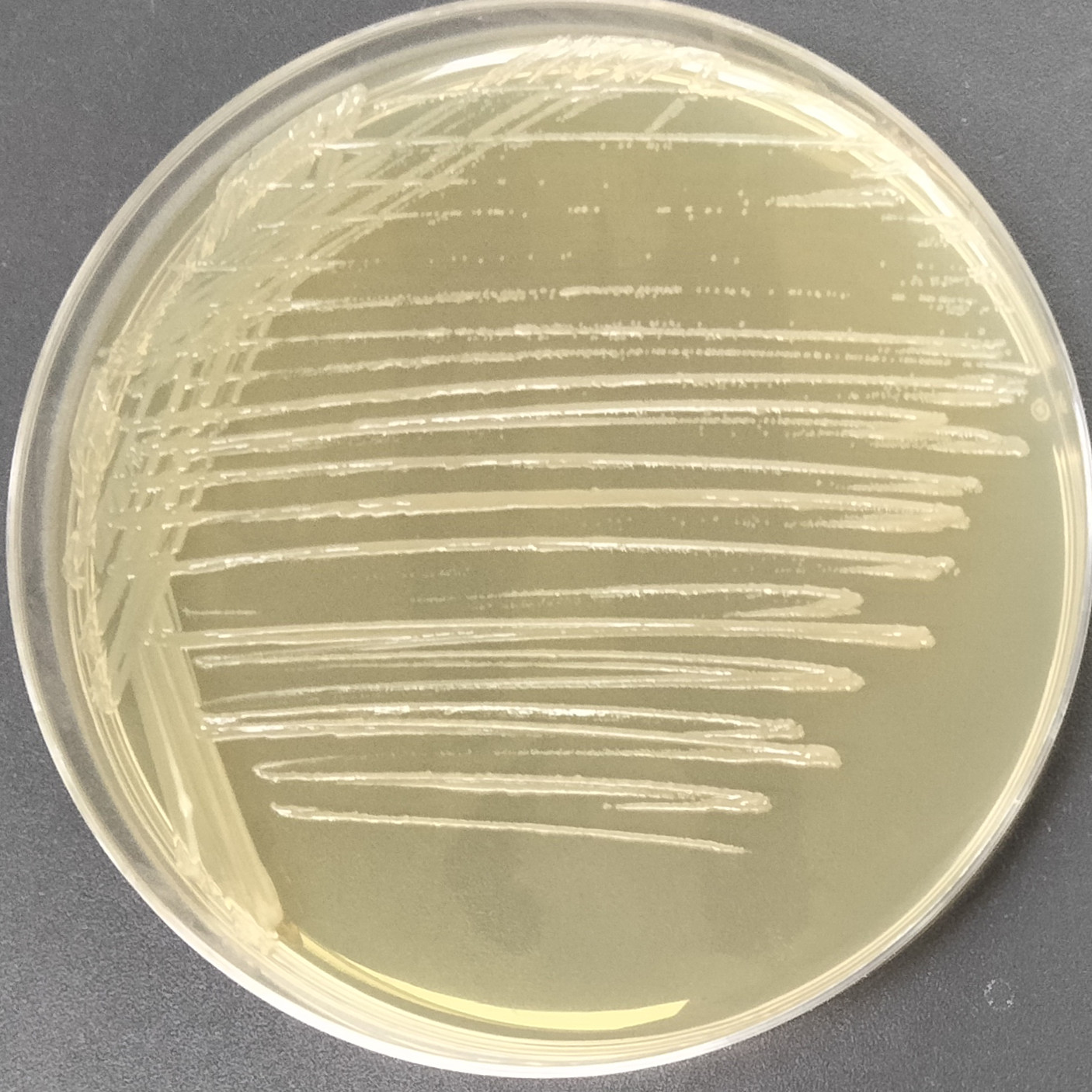 Ventilated Botella-BNCC