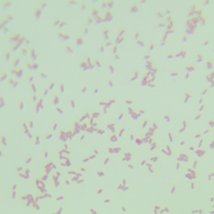 Ventilated Botella-BNCC