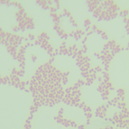 Bordetella bronchialis-BNCC