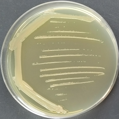 Petribacteria-BNCC
