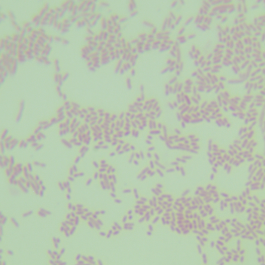Petribacteria-BNCC