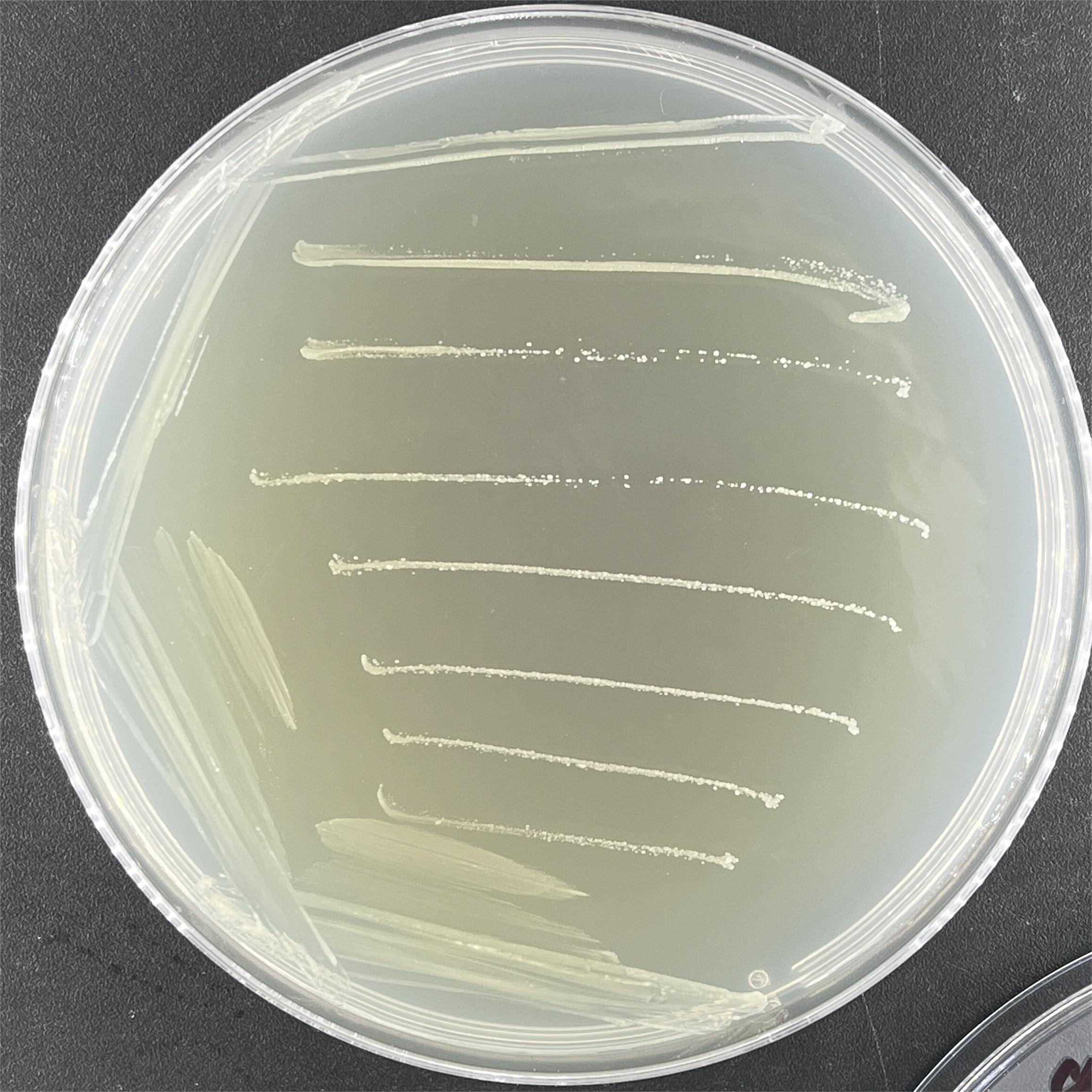 Burkholderia cepacia-BNCC