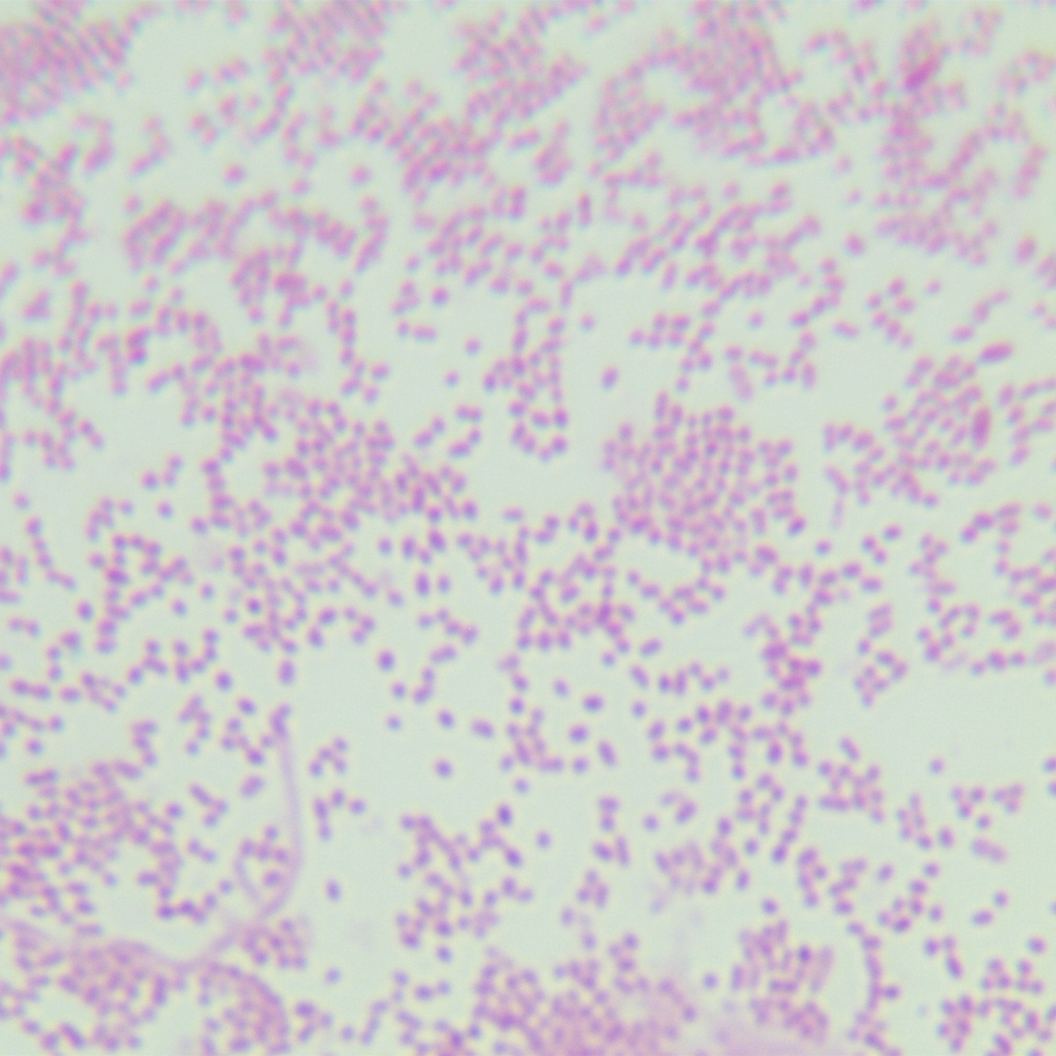 Holmsbordt's bacillus-BNCC