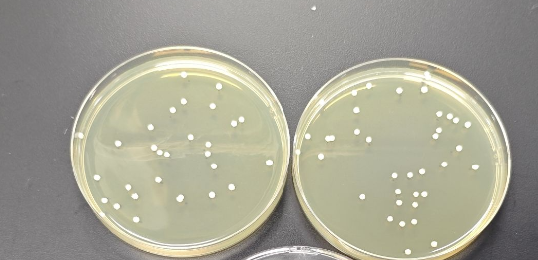 Escherichia coli Plate counting Standard Material-BNCC