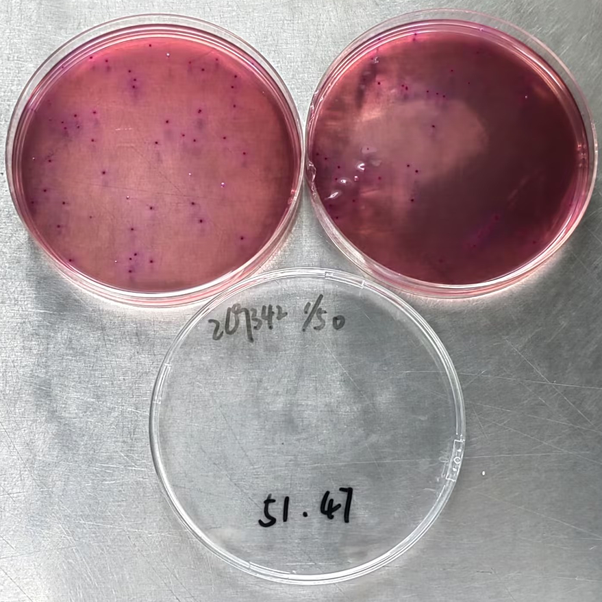 Escherichia coli Agar plate Count Standard Material-BNCC