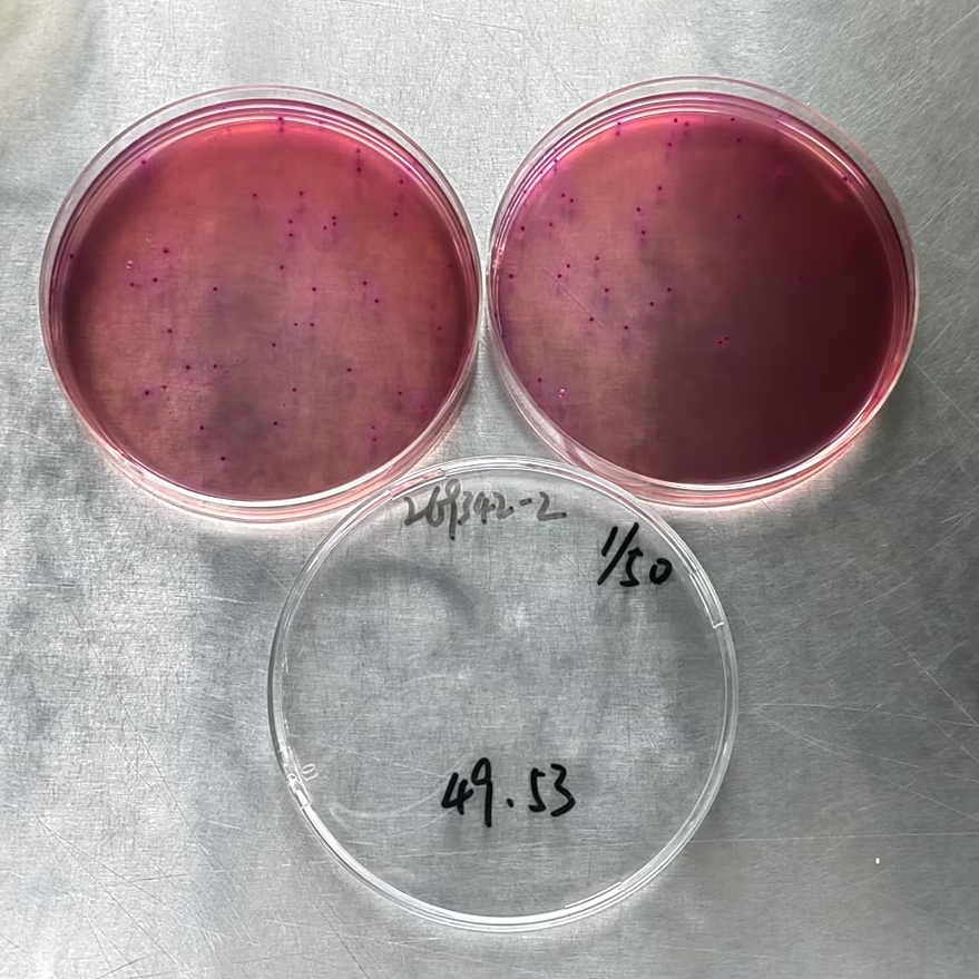 Escherichia coli Agar plate Count Standard Material-BNCC