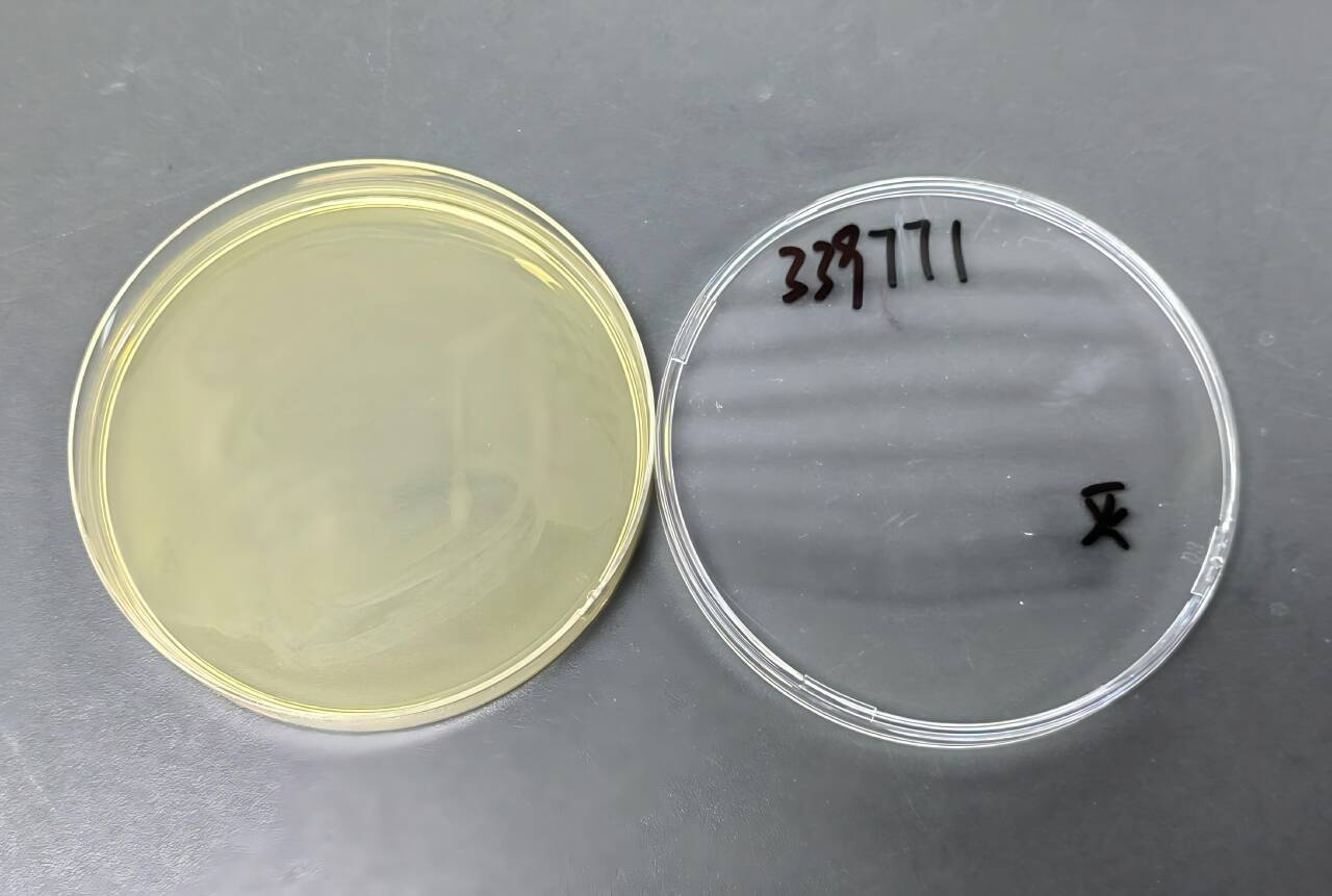 Cryptococcus neoformans nucleic acid reference substance (Heat-inactivated) (strongly positive)-BNCC