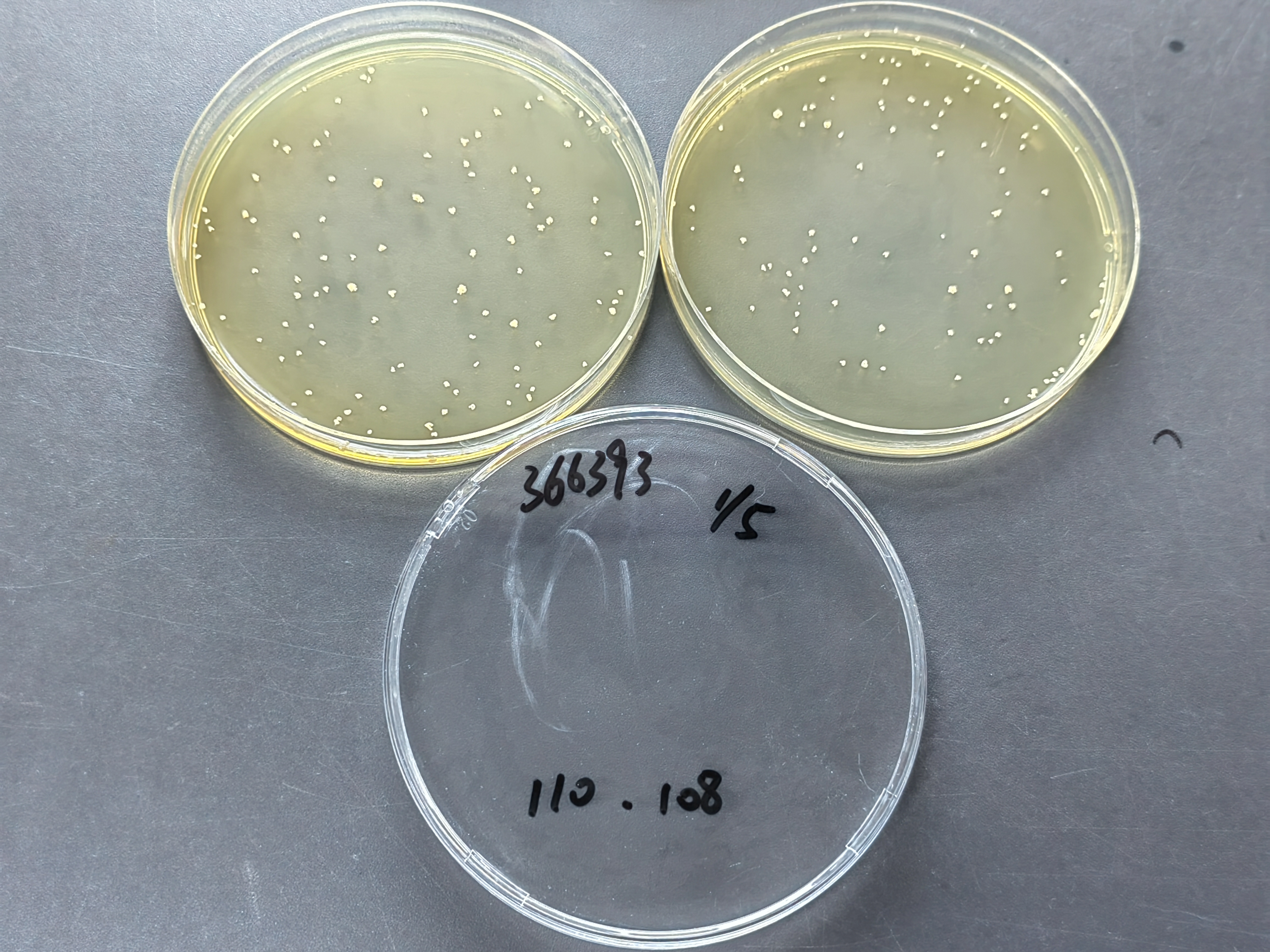 Quantitative strain of grass mycobacteria-BNCC