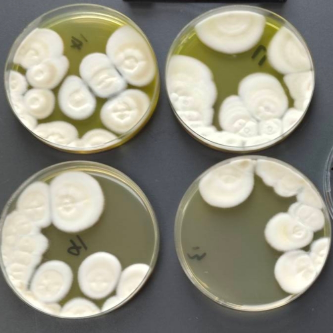 Quantitative strain of Aspergillus flavus-BNCC