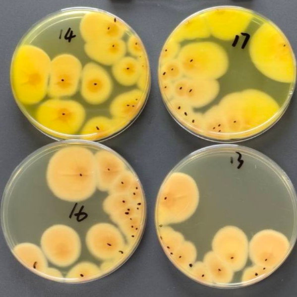 Quantitative strain of Aspergillus flavus-BNCC