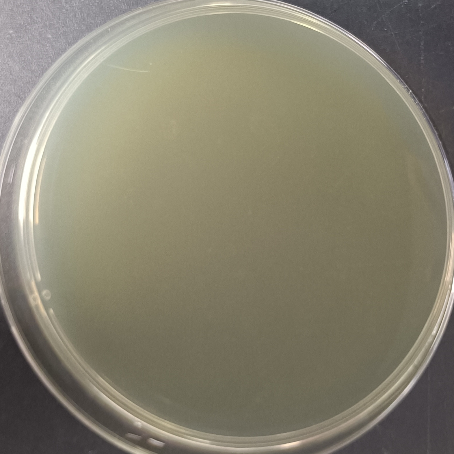 Acid producing Klebsiella reference material (Chemical inactivation) (strongly positive)-BNCC