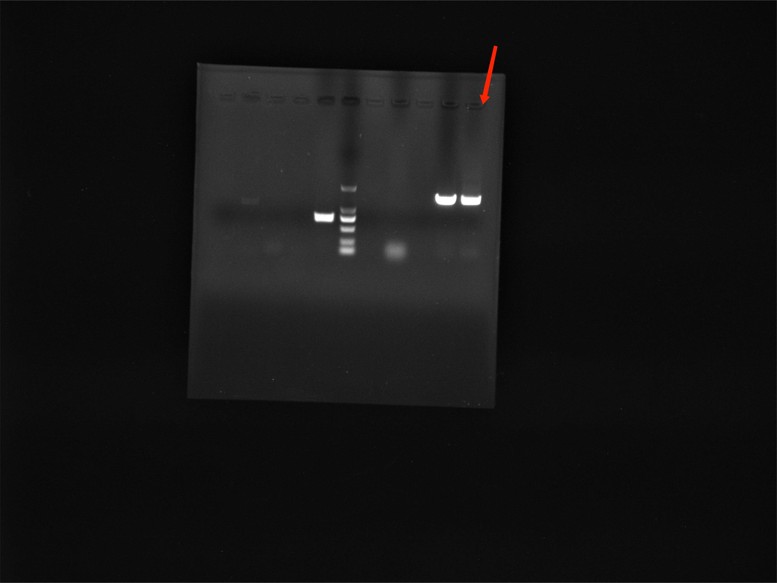 Acid producing Klebsiella reference material (Chemical inactivation) (strongly positive)-BNCC