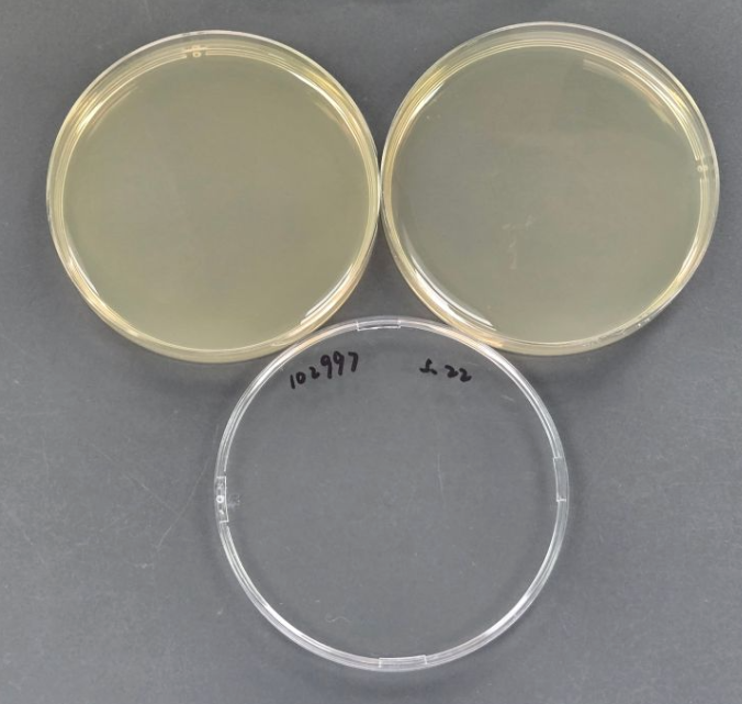 Klebsiella pneumoniae Reference (Chemical inactivation) (Strong positive)-BNCC