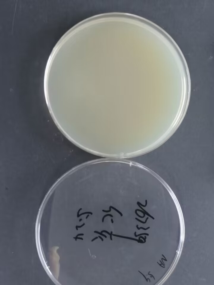 Calcium Acetate Acinetobacter Reference (Chemical inactivation) (Strong Positive)-BNCC