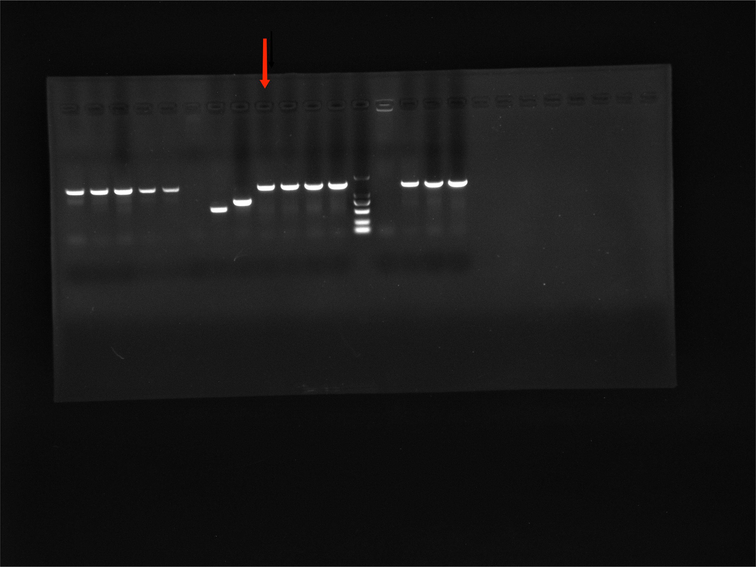 Calcium Acetate Acinetobacter Reference (Chemical inactivation) (Strong Positive)-BNCC