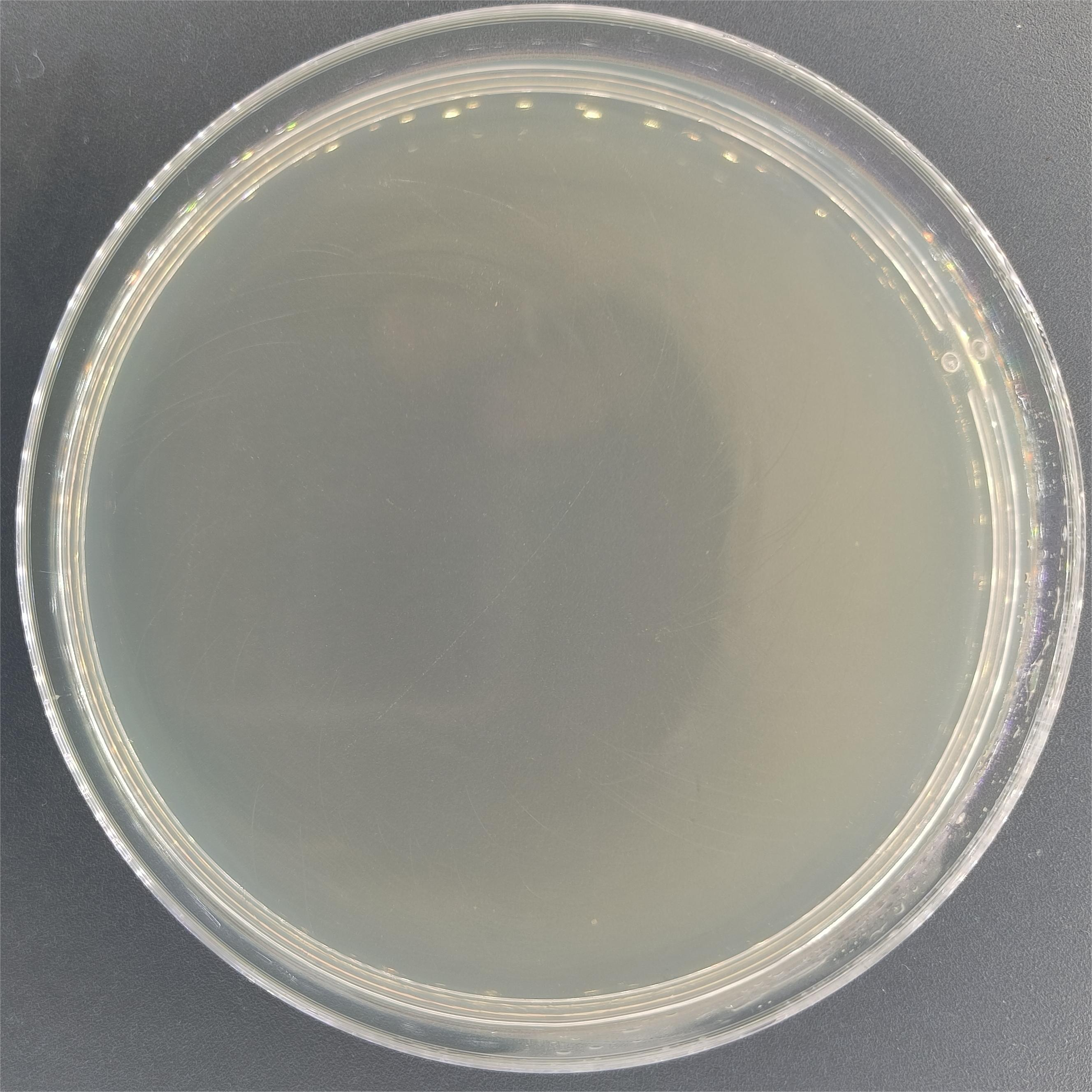 Reference material for Pseudomonas aeruginosa (Chemical inactivation) (strong positive)-BNCC