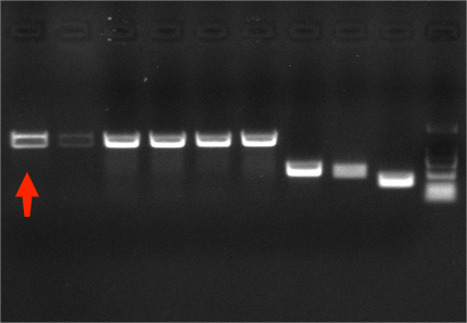 Salmonella enterica subsp. enterica serotype reference (Chemical inactivation) (strongly positive)-BNCC