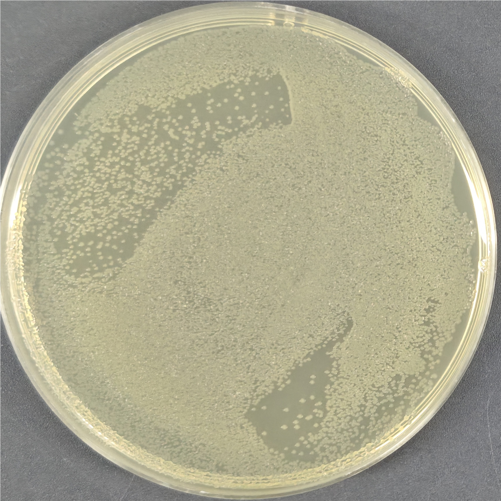 BL21 (DE3) chemocompetent cells-BNCC