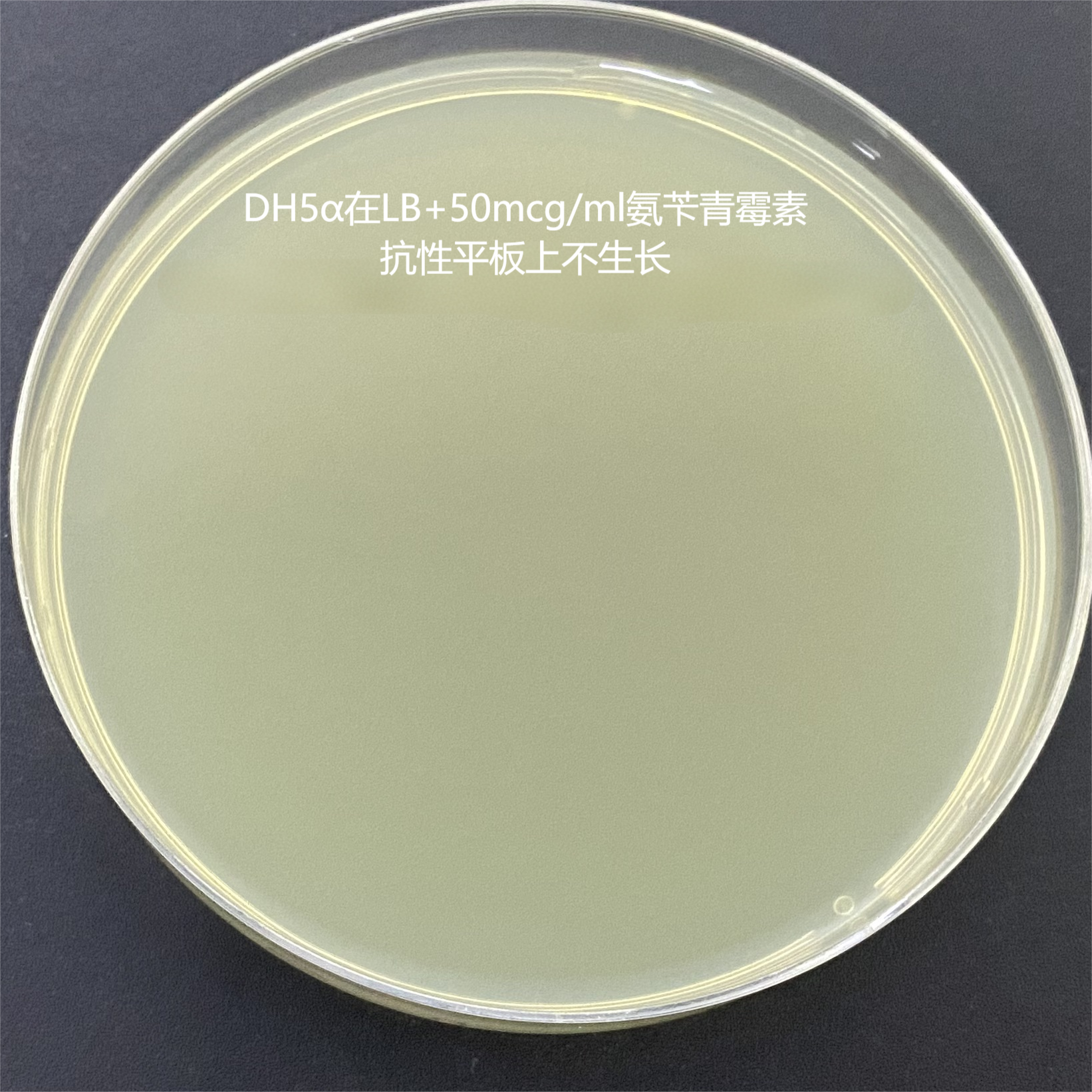 BL21 (DE3) chemocompetent cells-BNCC