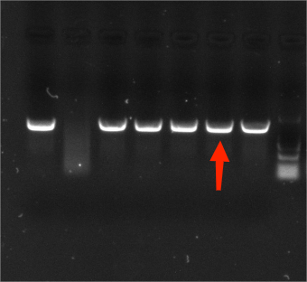 Mycobacterium genus nucleic acid reference substance (Heat-inactivated) (strongly positive)-BNCC