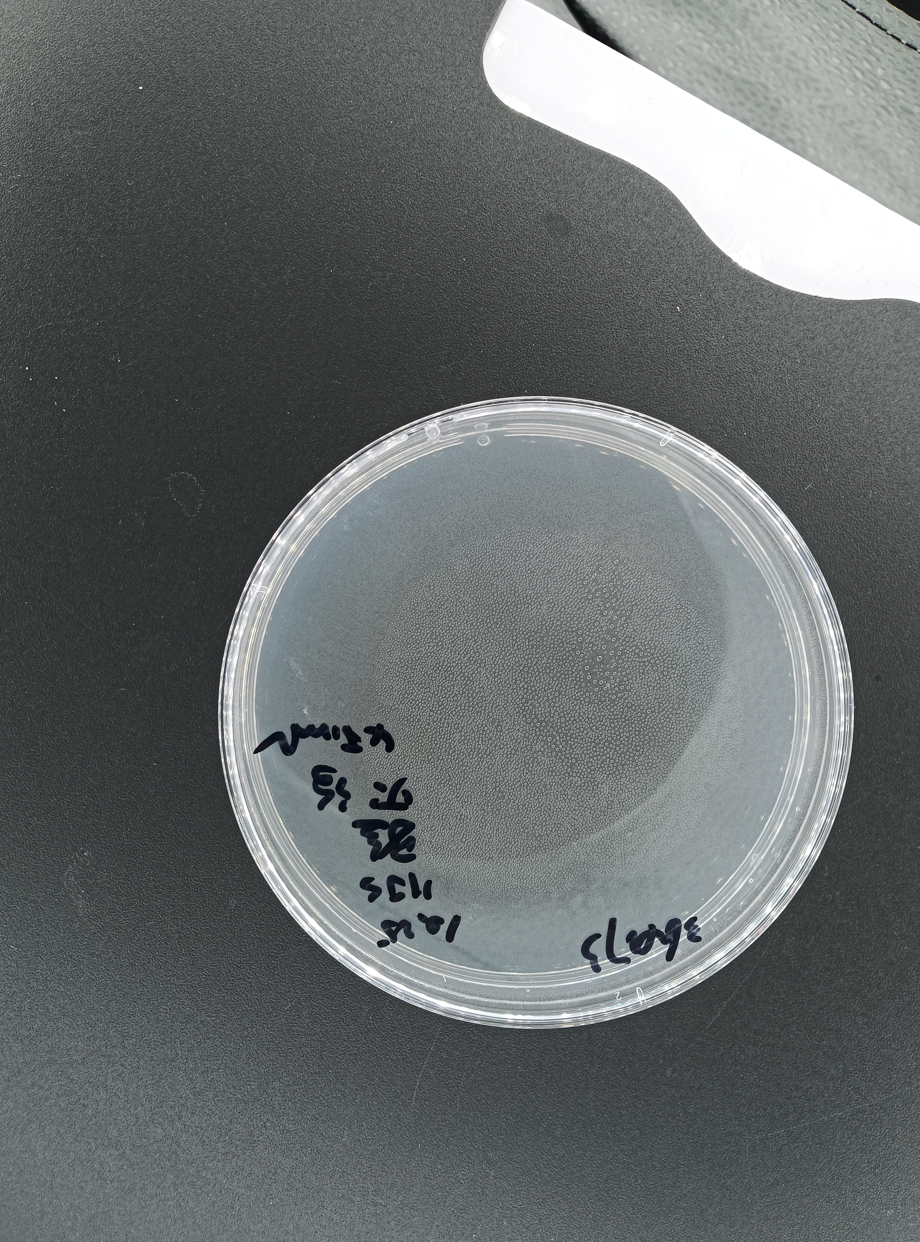 New Golden Mycobacterium Nucleic Acid Reference Material (Thermally Inactivated) (Strongly Positive)-BNCC
