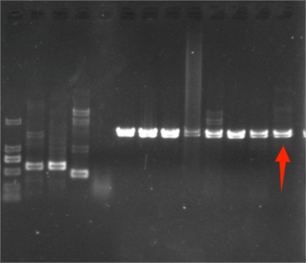 Mycobacterium vaccae Nucleic Acid Reference (Heat-inactivated) (Strongly Positive)-BNCC