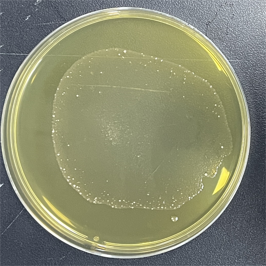 White Streptomyces-BNCC