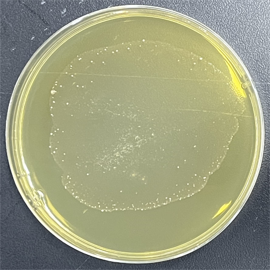 White Streptomyces-BNCC