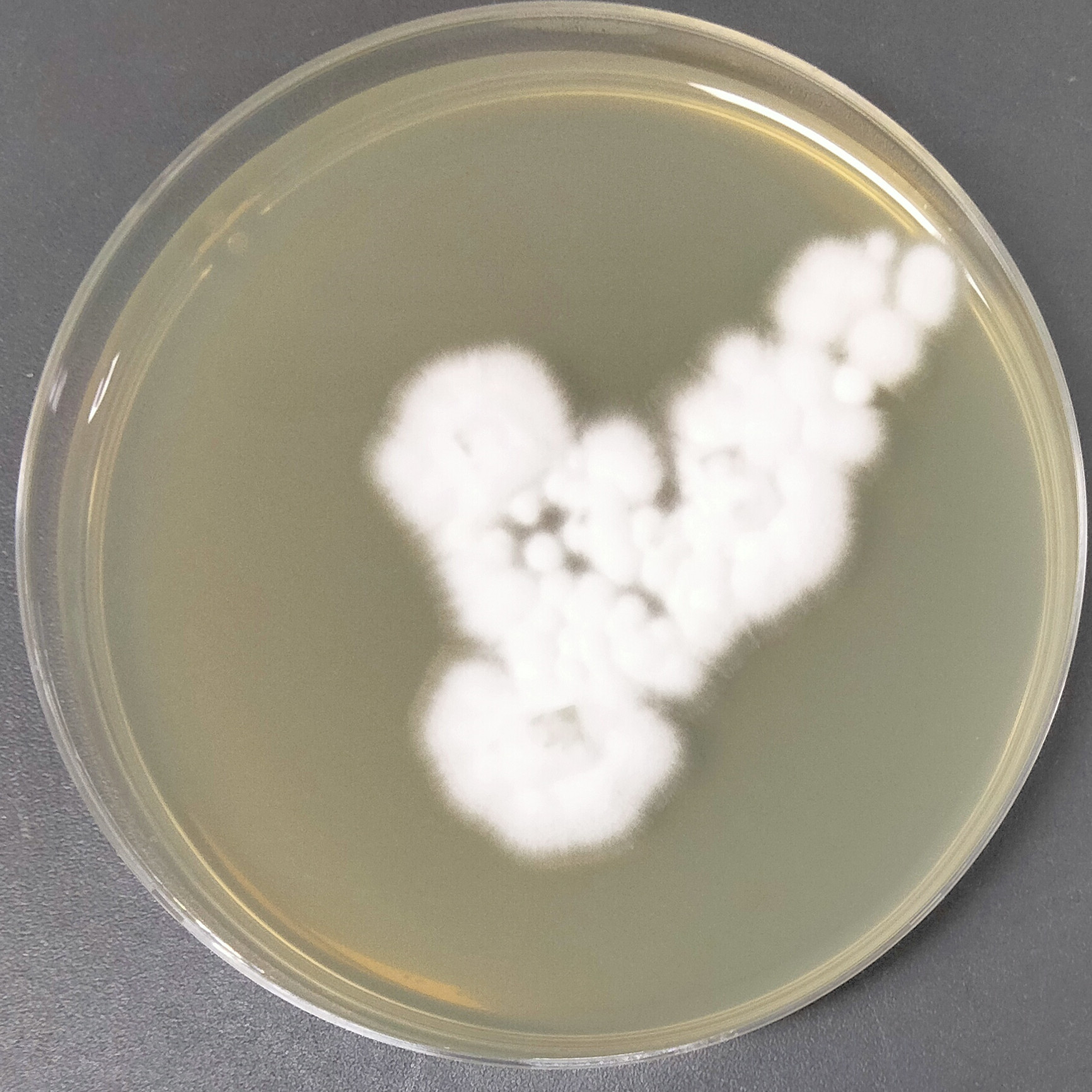Arthroderma multifidum-BNCC