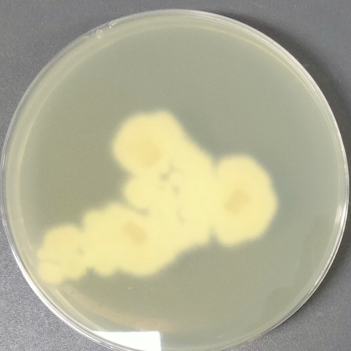 Arthroderma multifidum-BNCC