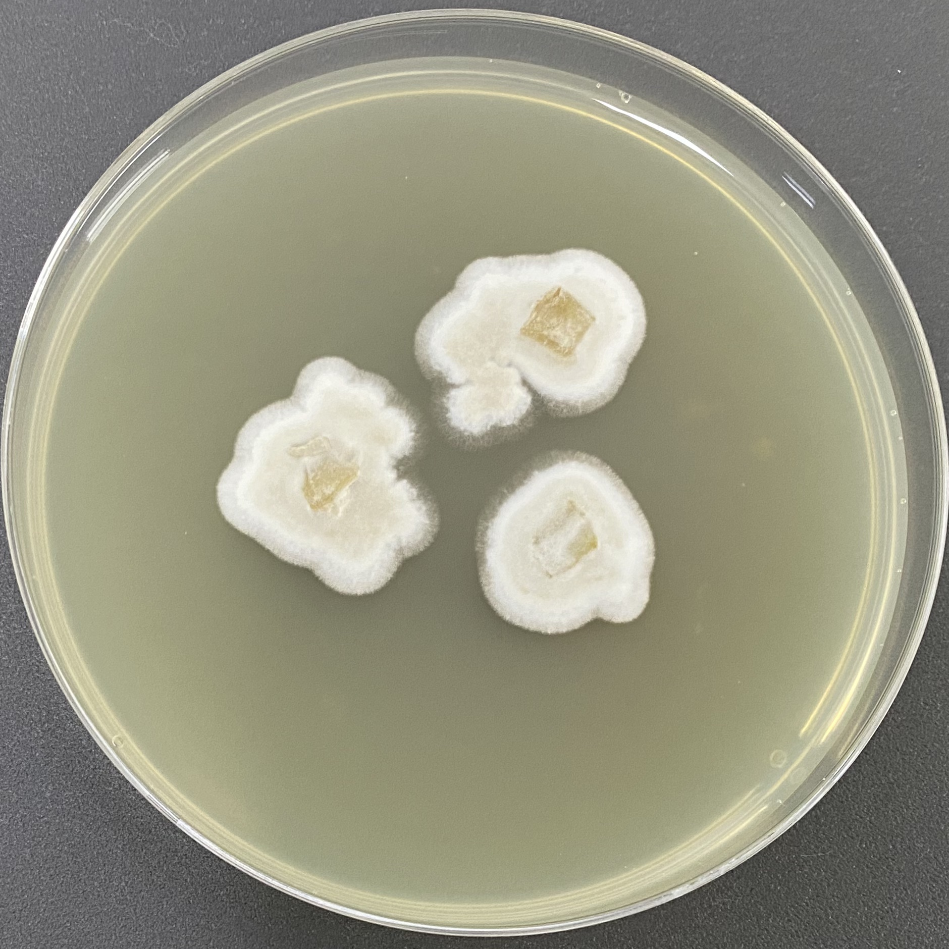 Serratia serrata-BNCC