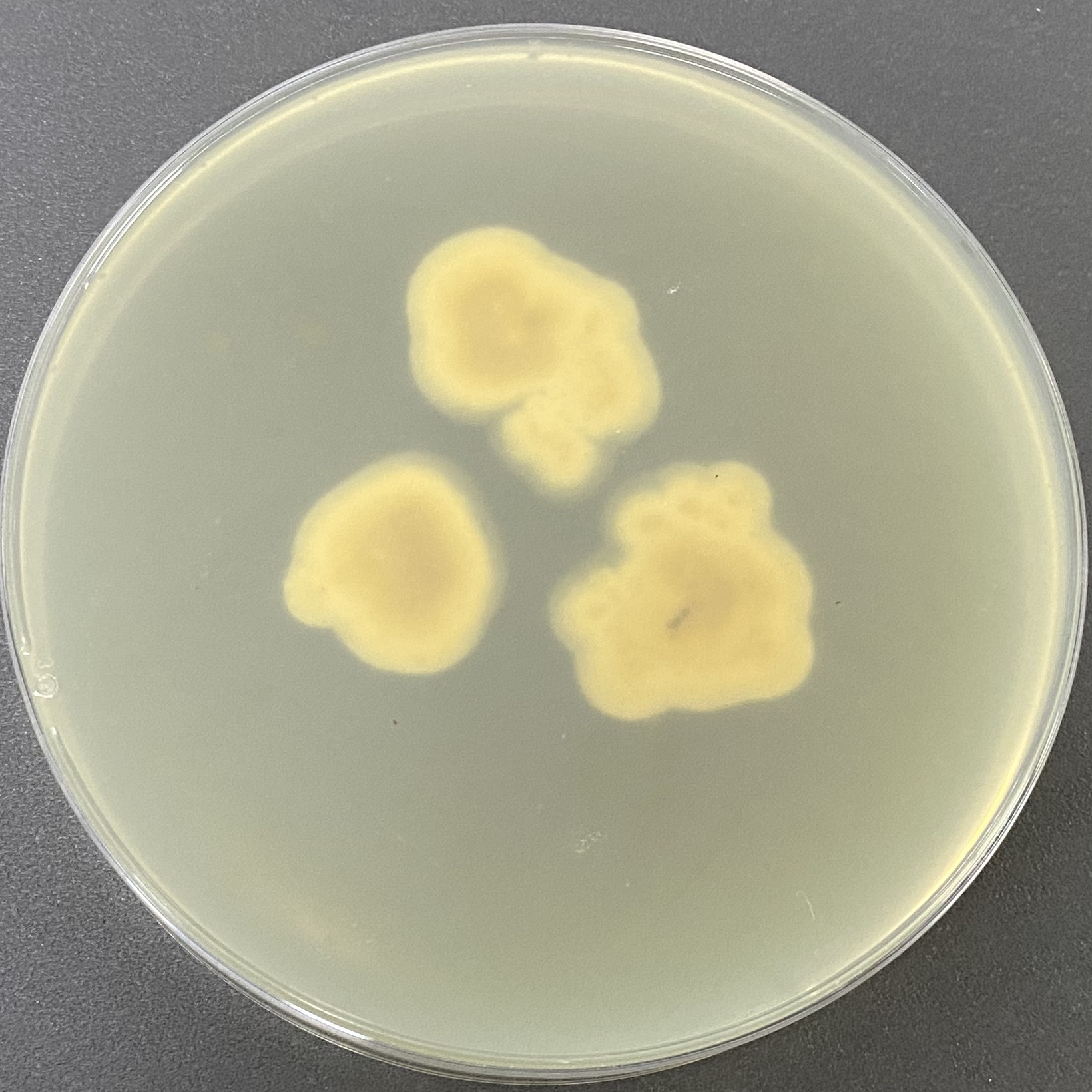 Serratia serrata-BNCC