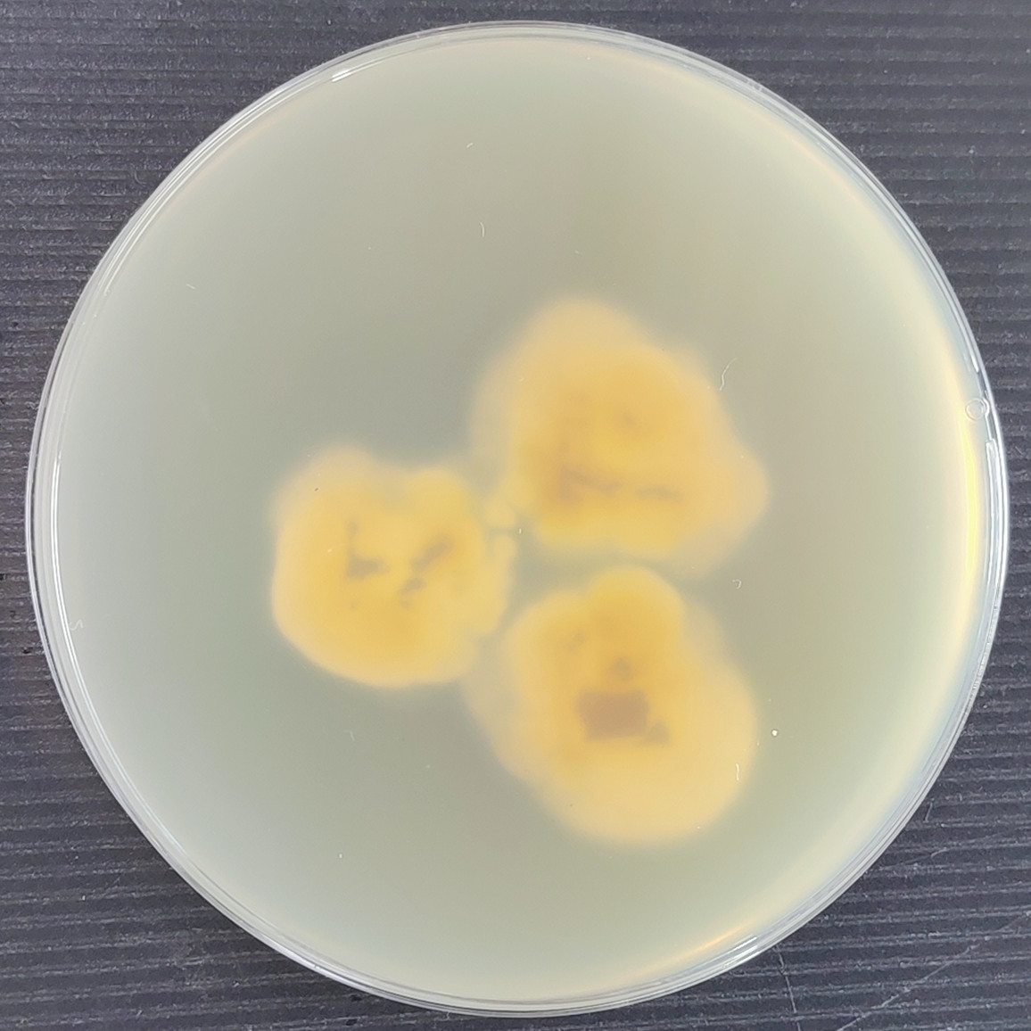 Arthroderma vespertuili-BNCC