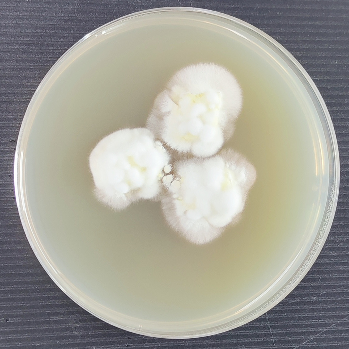 Arthroderma vespertuili-BNCC