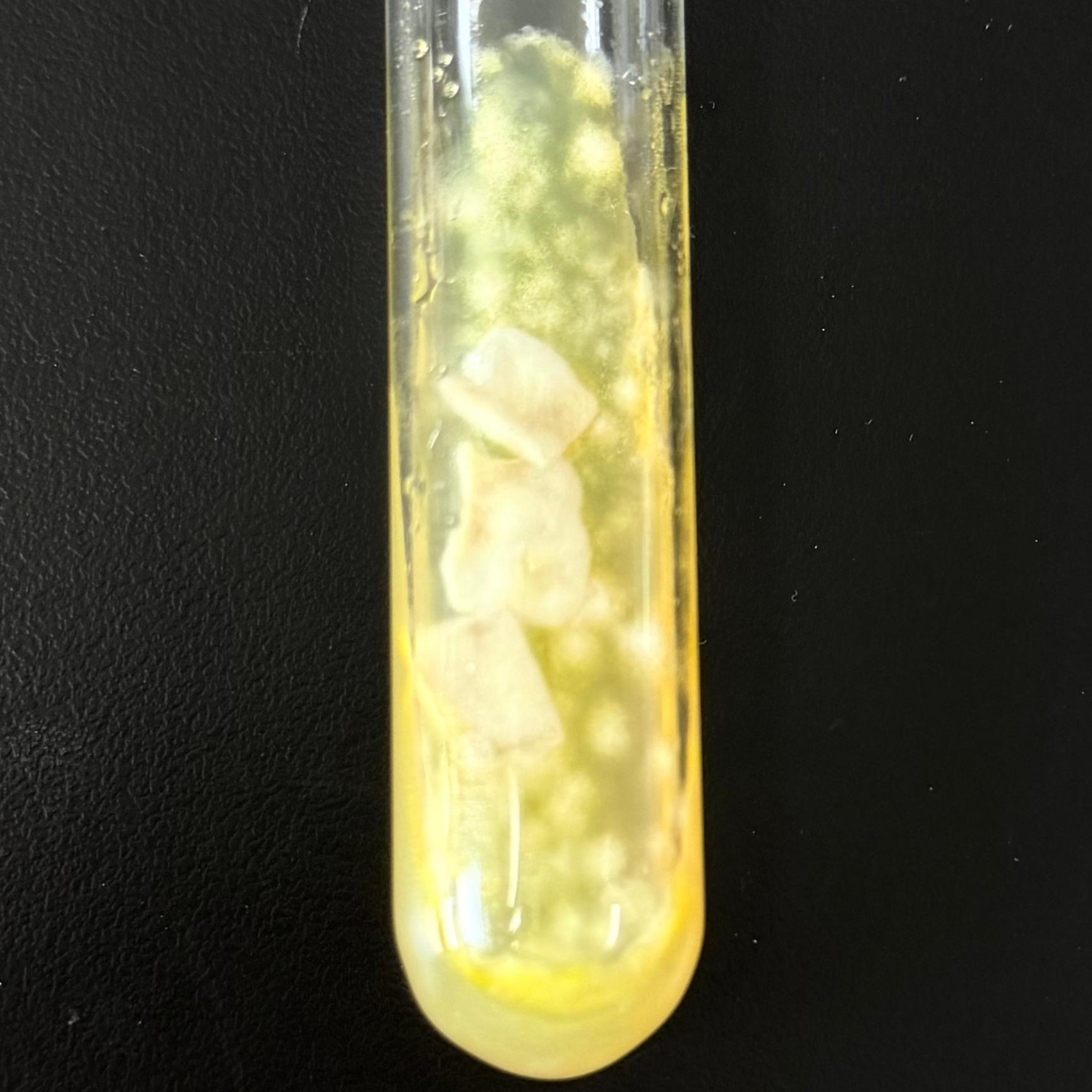 Trichophyton flocs-BNCC