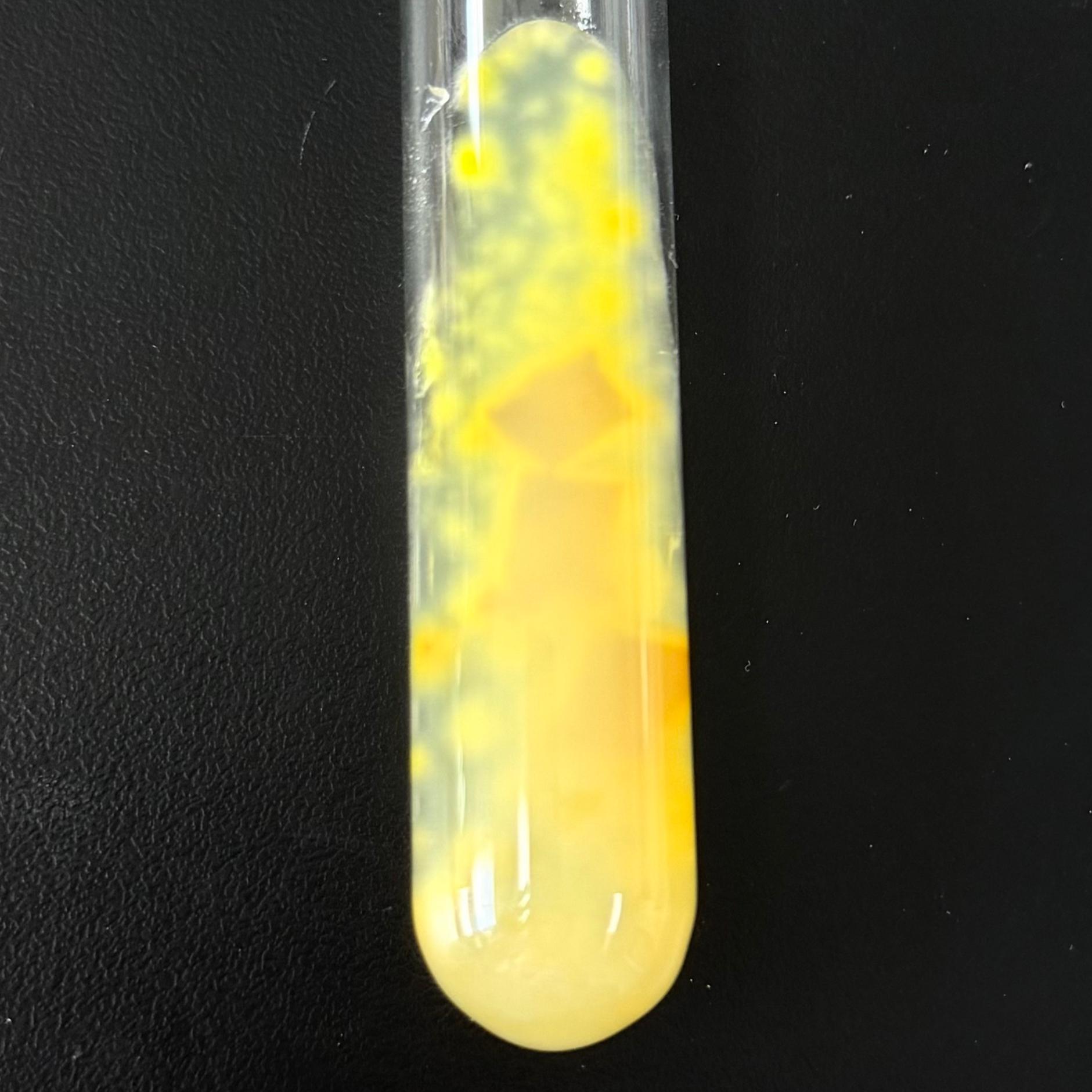 Trichophyton flocs-BNCC
