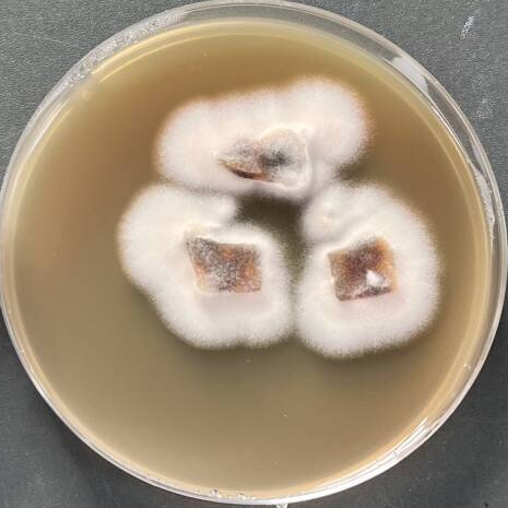 Epidermophyton floccosum var. nigricans-BNCC