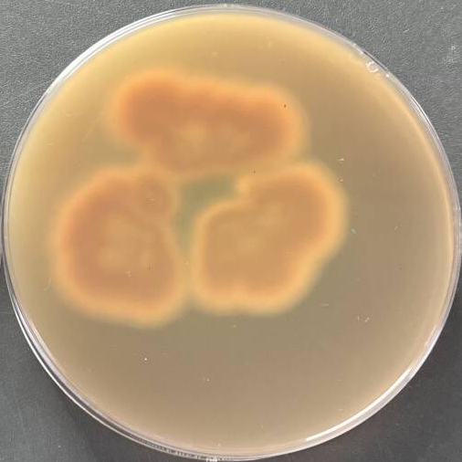 Epidermophyton floccosum var. nigricans-BNCC