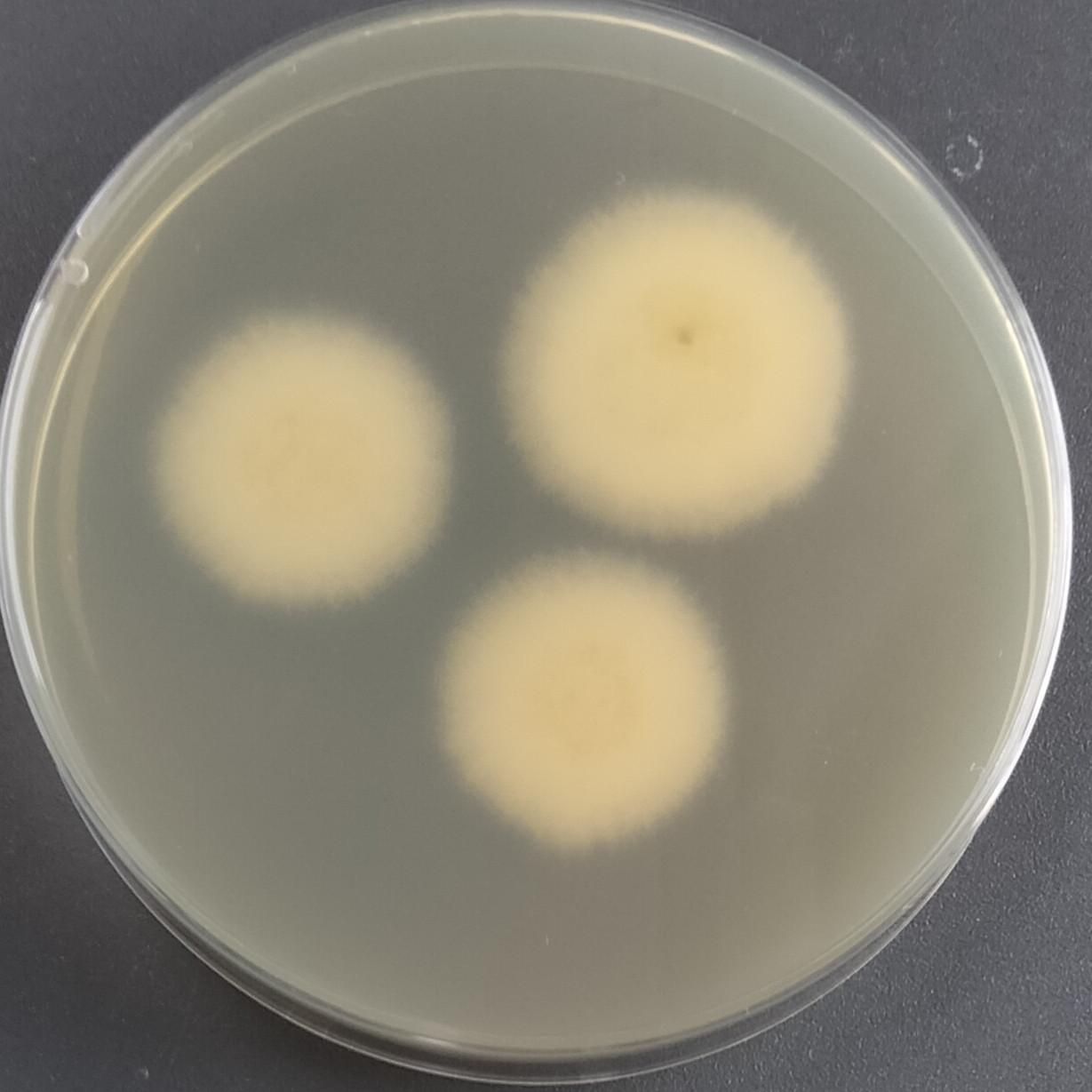 Arthroderma amazonicum-BNCC
