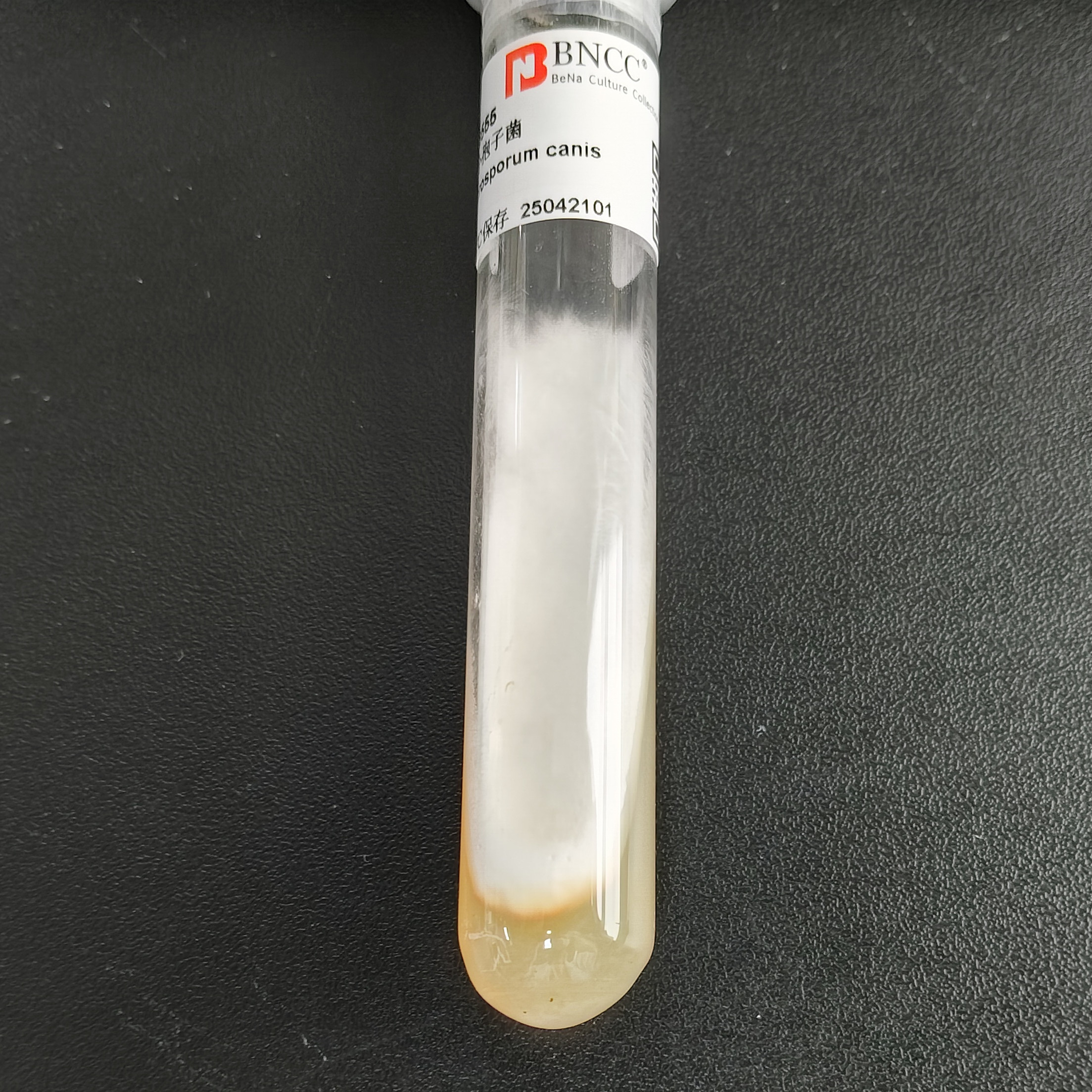 Armored Nanneize fungus-BNCC