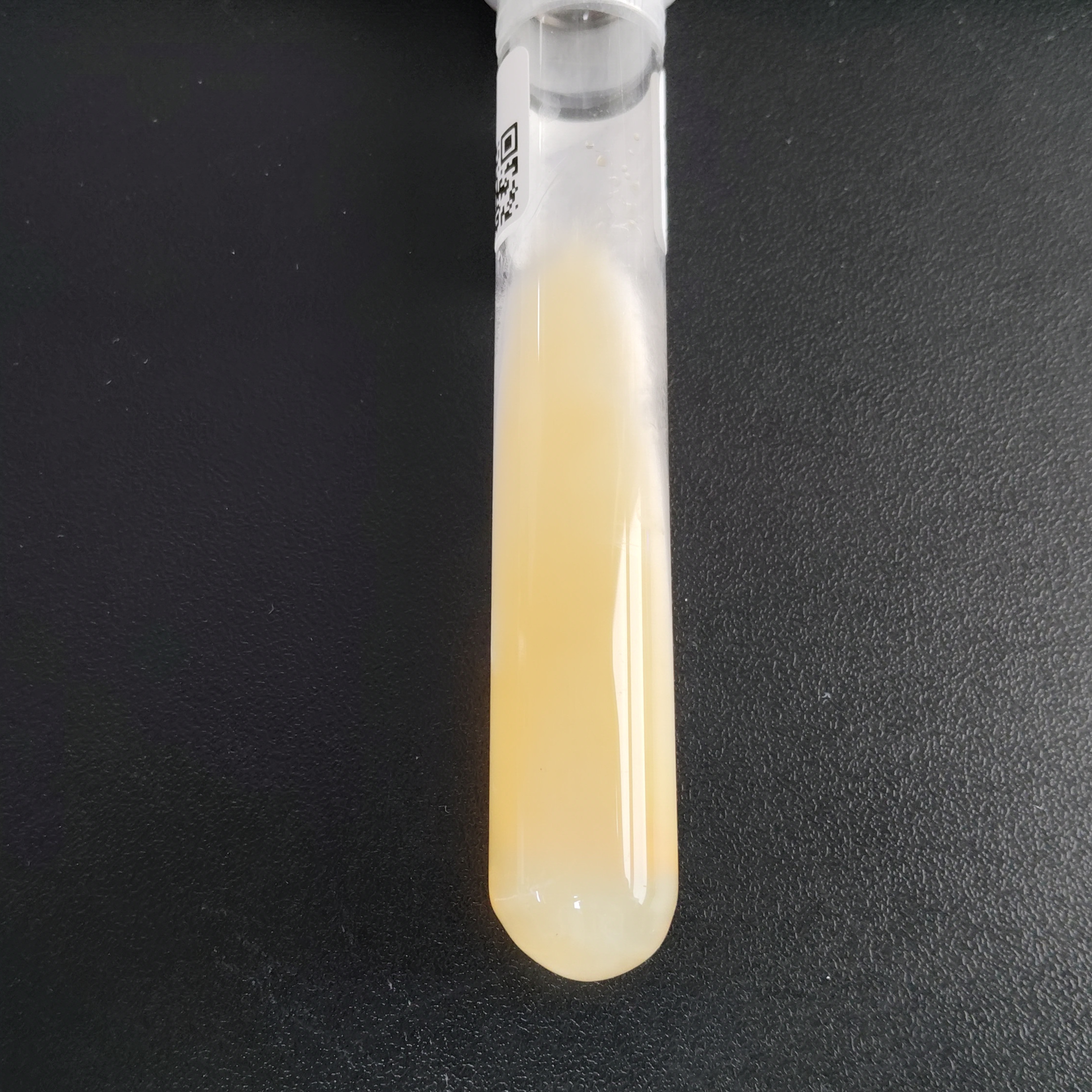 Armored Nanneize fungus-BNCC