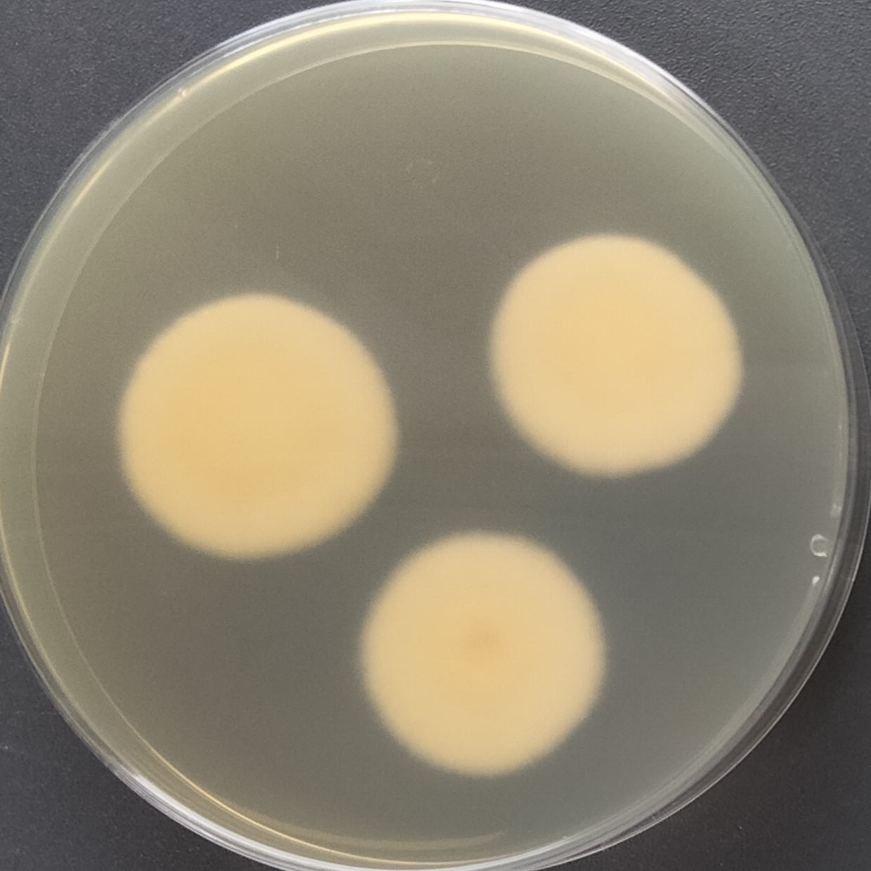 Yellowish brown Neisseria fungus-BNCC