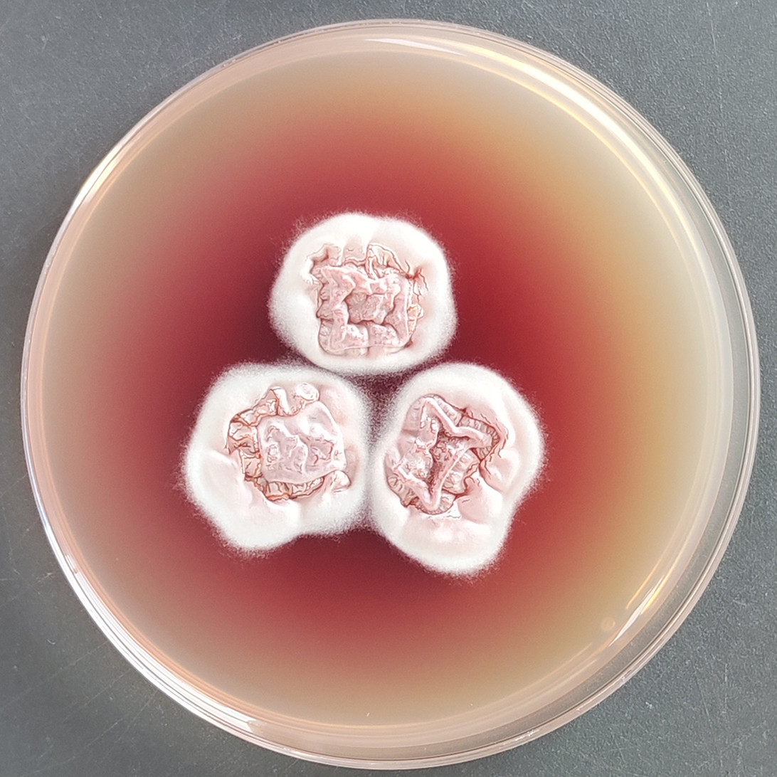 Lophophyton Gallinae-BNCC
