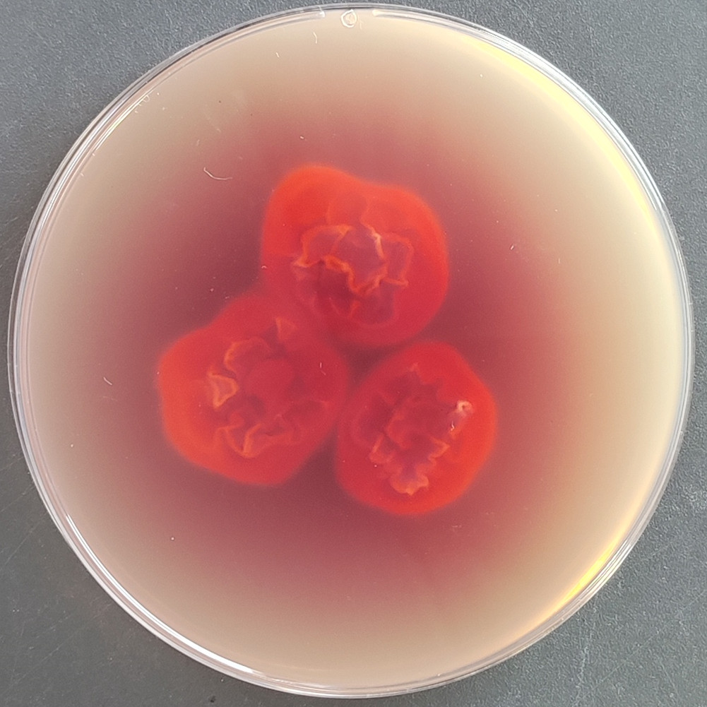 Lophophyton Gallinae-BNCC